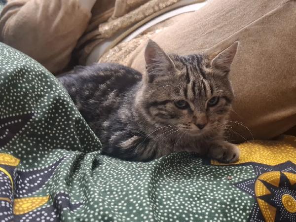 Chanel dolce gattina 5 mesi in adozione  Foto 2