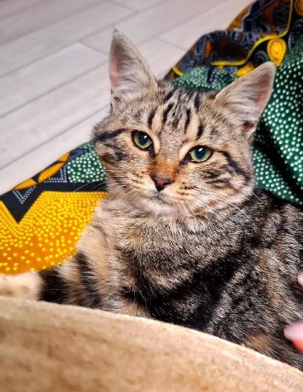 Chanel dolce gattina 5 mesi in adozione  Foto 3