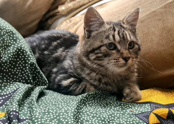 Chanel dolce gattina 5 mesi in adozione  Foto 4