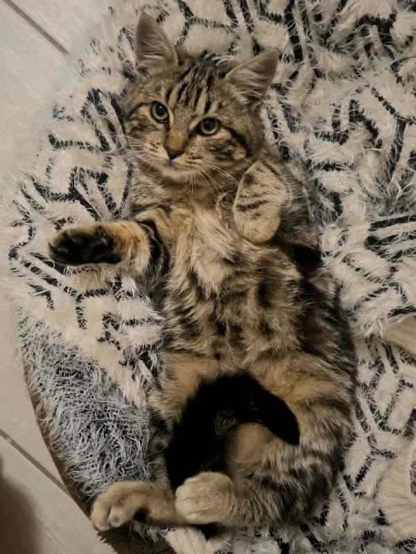 Chanel dolce gattina 5 mesi in adozione  Foto 5