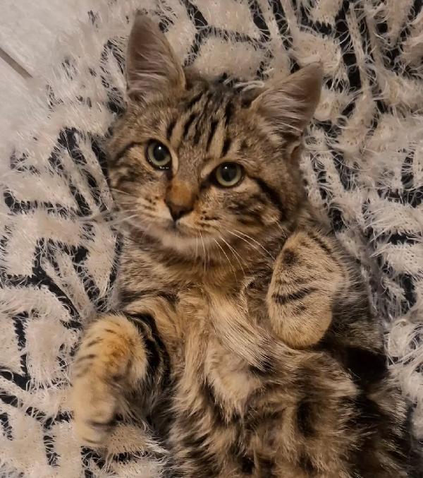 Chanel dolce gattina 5 mesi in adozione  Foto 7