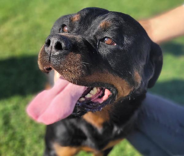 Beverly, Straordinaria Rottweiler