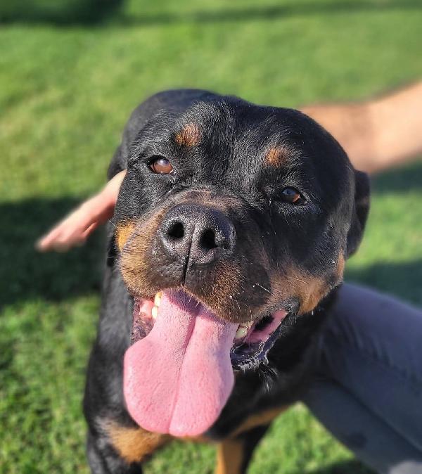 Beverly, straordinaria Rottweiler Foto 4