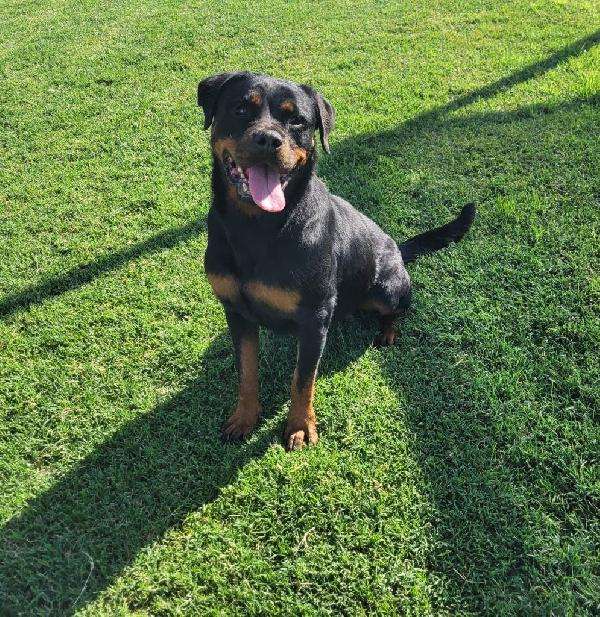 Beverly, straordinaria Rottweiler Foto 7