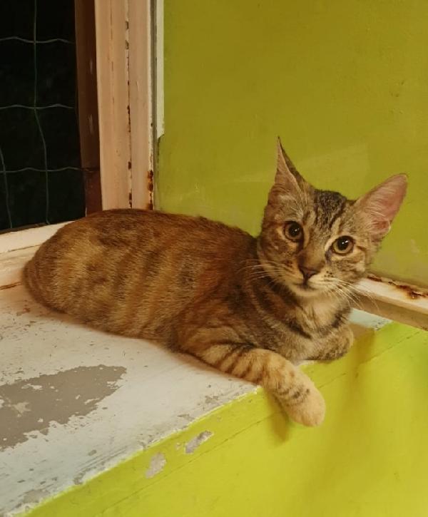 Micina Tigrata Quasi 2Anni Vive In 1Stanza