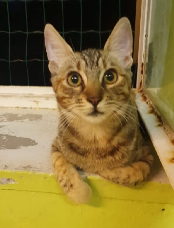 Micina tigrata quasi 2anni vive in 1stanza Foto 3