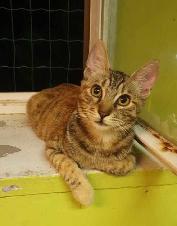 Micina tigrata quasi 2anni vive in 1stanza Foto 6