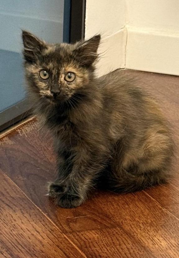 Margot Micina Tricolore A Pelo Lungo 