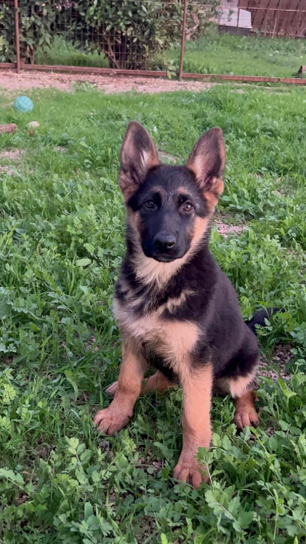 Magnifiche Cucciole Di Pastore Tedesco 