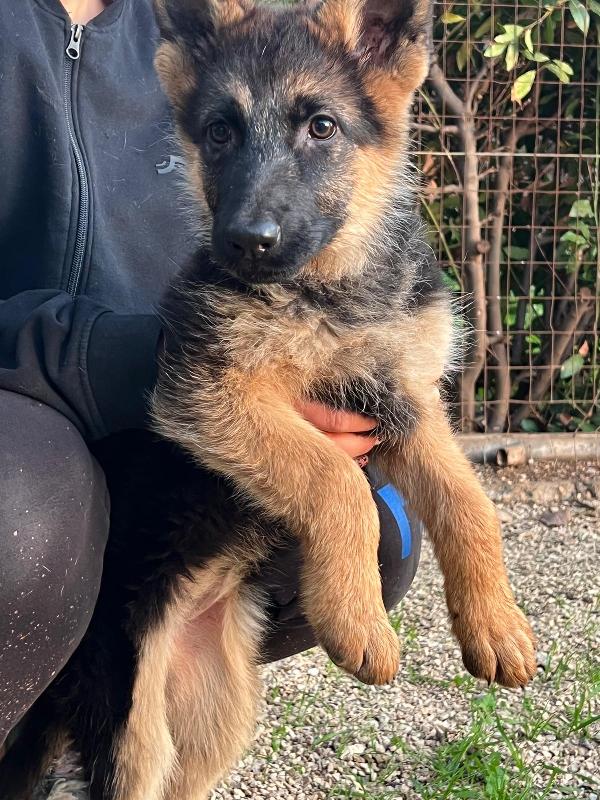 Magnifiche cucciole di pastore tedesco  Foto 2