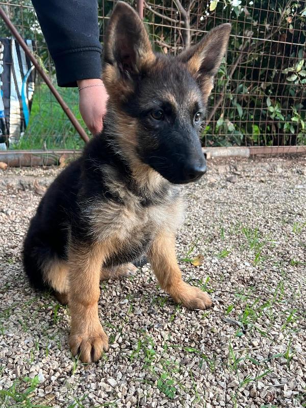 Magnifiche cucciole di pastore tedesco  Foto 3