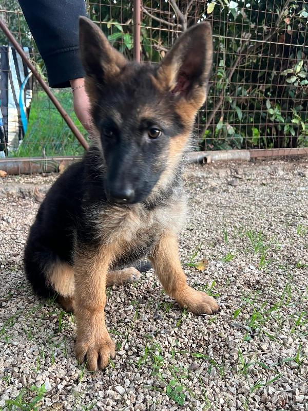 Magnifiche cucciole di pastore tedesco  Foto 4