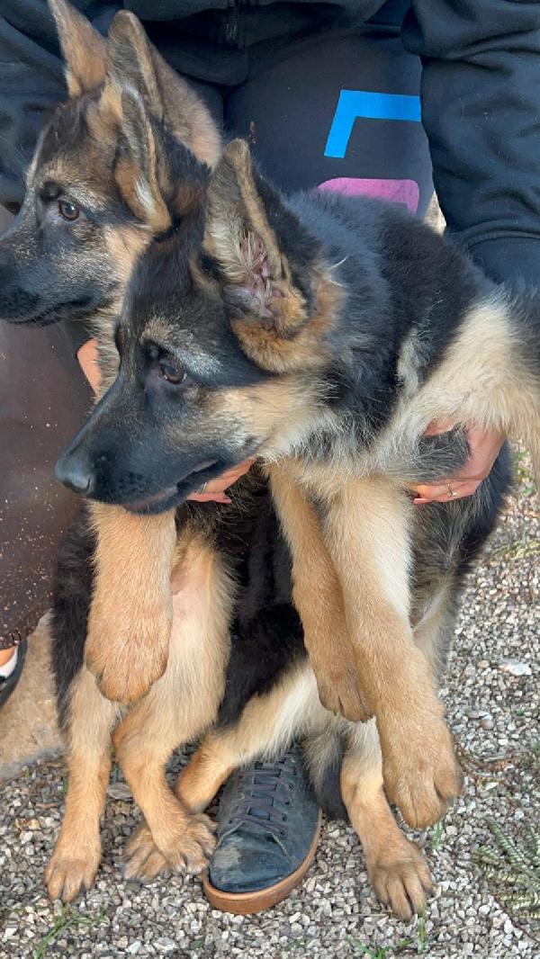 Magnifiche cucciole di pastore tedesco  Foto 5