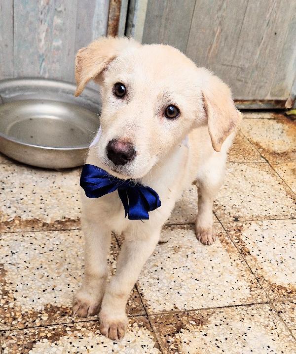 Lotus,In Canile,Adottabile In Tutta Italia!