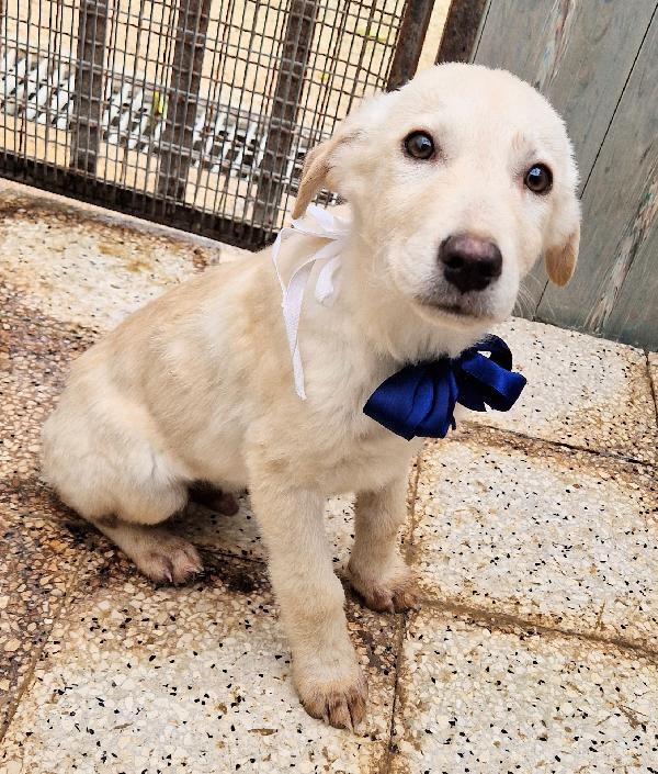 LOTUS,IN CANILE,ADOTTABILE IN TUTTA ITALIA! Foto 9