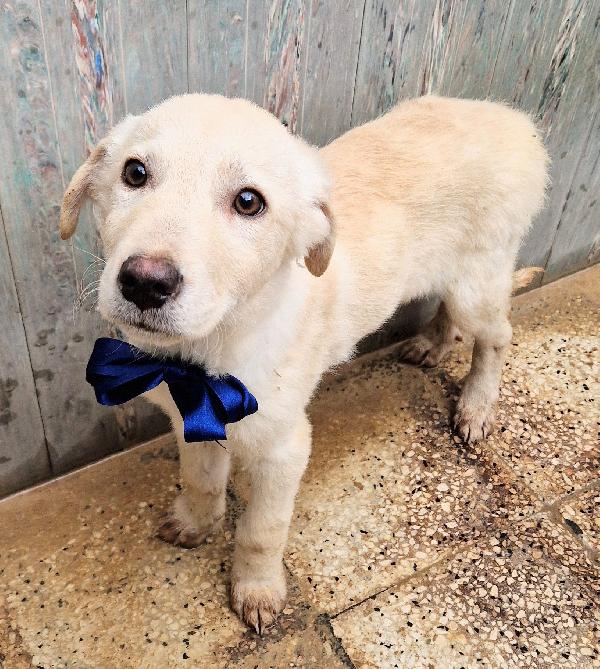 LOTUS,IN CANILE,ADOTTABILE IN TUTTA ITALIA! Foto 12