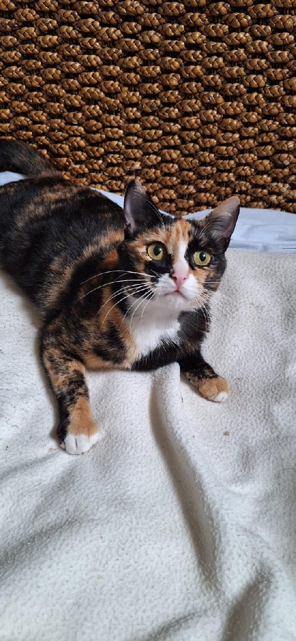 Aida, Una Tavolozza Di Colori