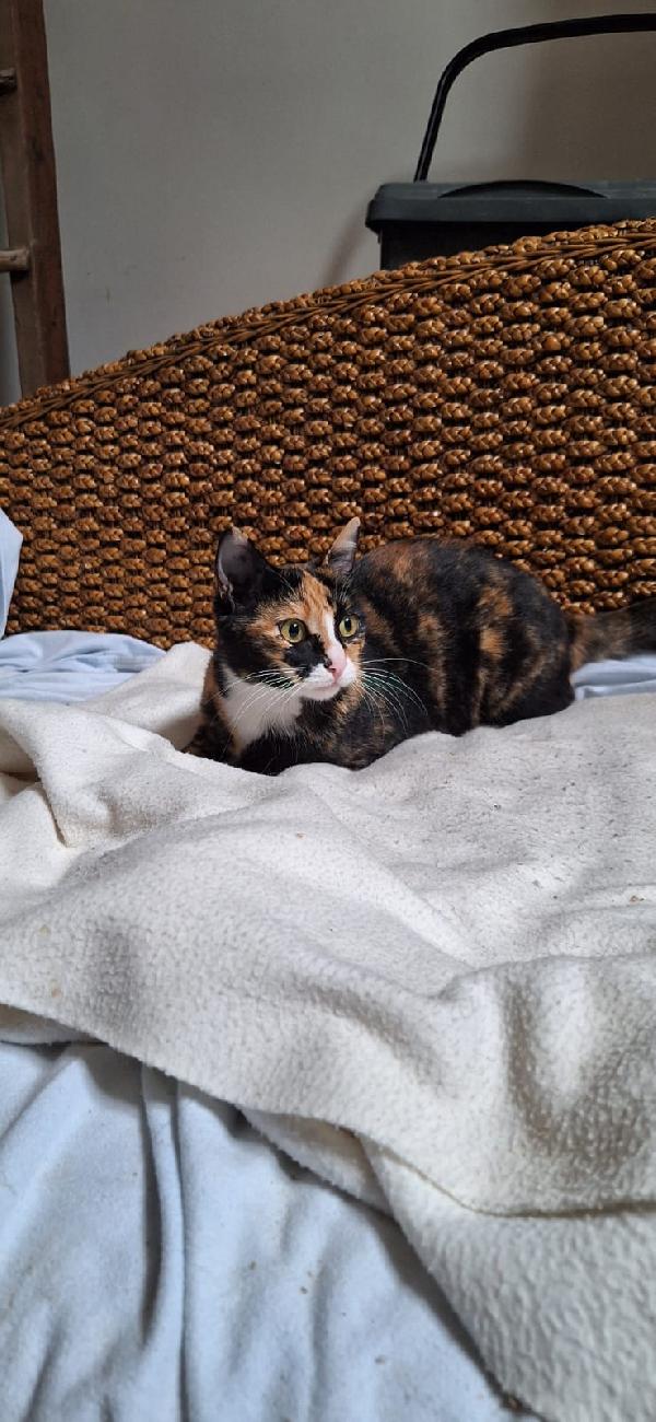 Aida, una tavolozza di colori Foto 3