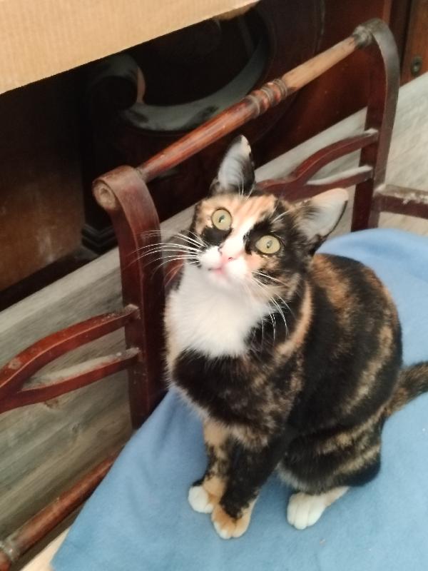 Aida, una tavolozza di colori Foto 6