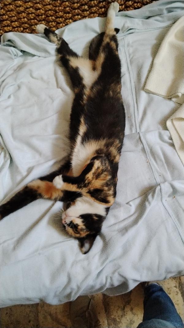 Aida, una tavolozza di colori Foto 7