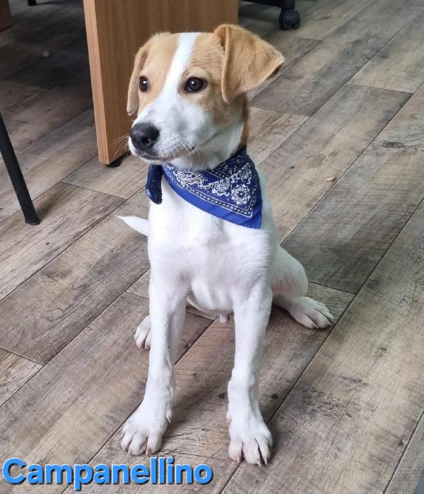 Campanellino Cucciolo Maschio Taglia Contenuta