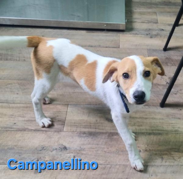 CAMPANELLINO CUCCIOLO MASCHIO TAGLIA CONTENUTA Foto 2