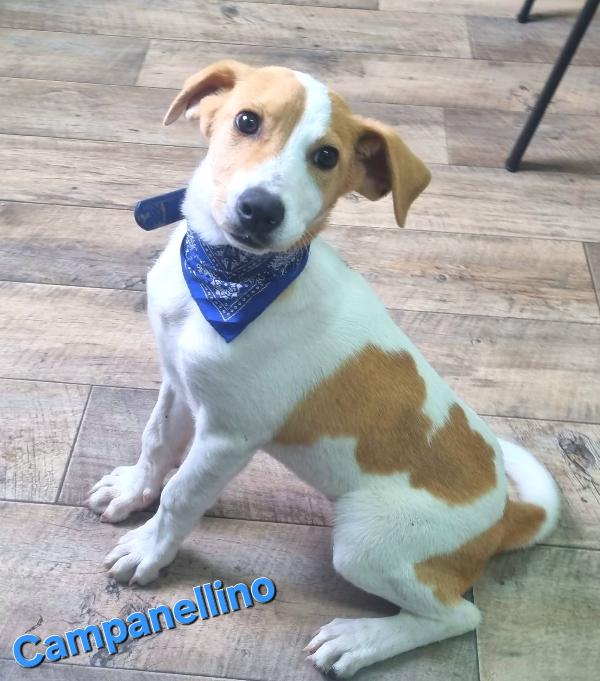 CAMPANELLINO CUCCIOLO MASCHIO TAGLIA CONTENUTA Foto 3