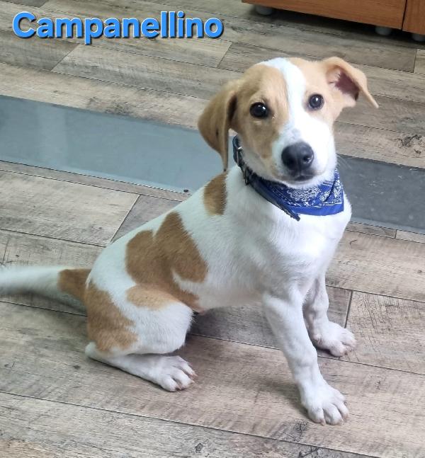CAMPANELLINO CUCCIOLO MASCHIO TAGLIA CONTENUTA Foto 4