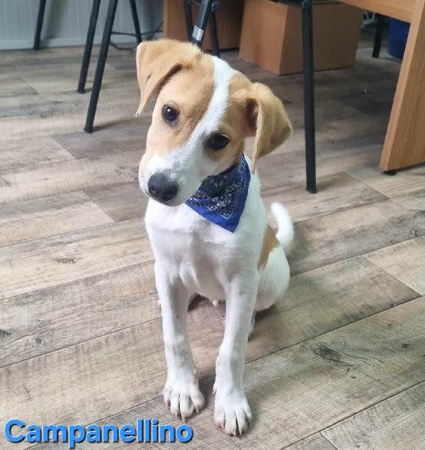 CAMPANELLINO CUCCIOLO MASCHIO TAGLIA CONTENUTA Foto 5