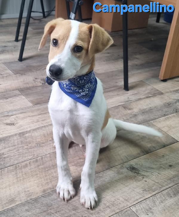 CAMPANELLINO CUCCIOLO MASCHIO TAGLIA CONTENUTA Foto 6