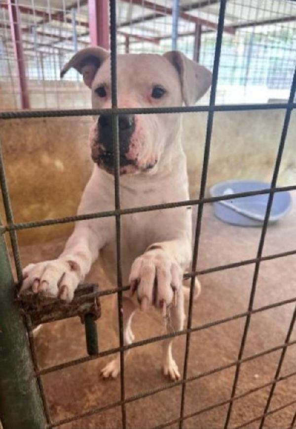 Dogo Argentino 9anni sfortunato!! TRENTO Foto 2