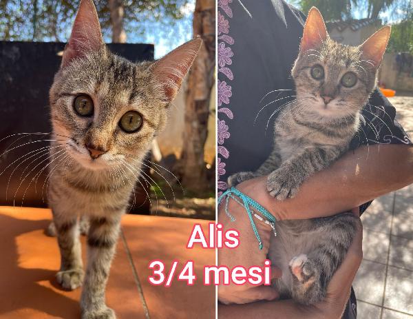 Miciottini bellissimi  Foto 6