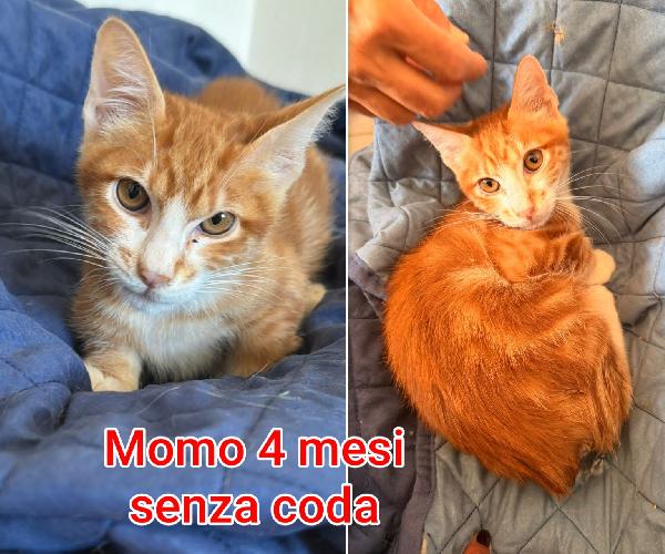 Miciottini bellissimi  Foto 7