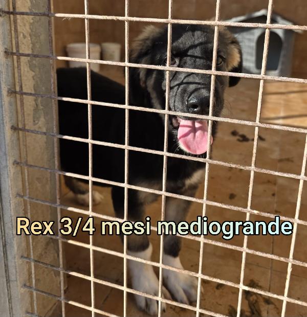 Cucciolotti Tenerissimi 