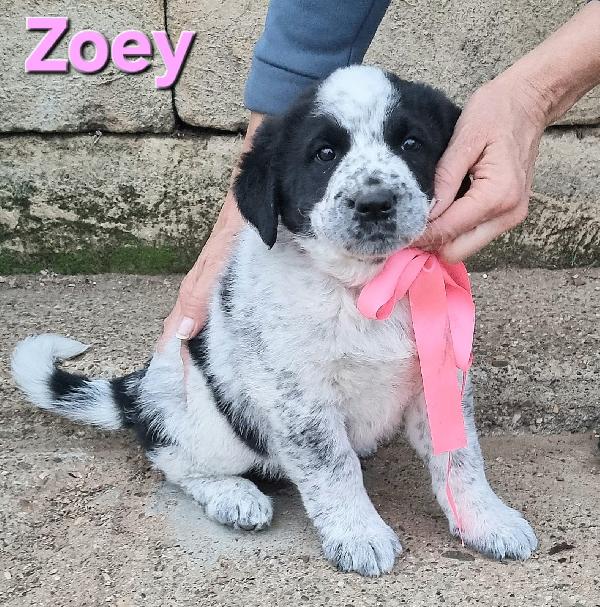 Zoey Cucciola Taglia Grande