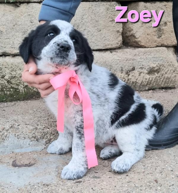 ZOEY CUCCIOLA TAGLIA GRANDE Foto 2