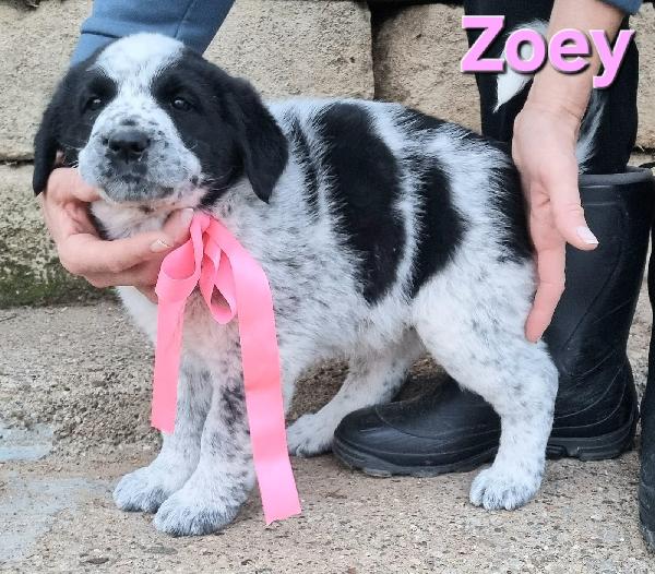 ZOEY CUCCIOLA TAGLIA GRANDE Foto 3