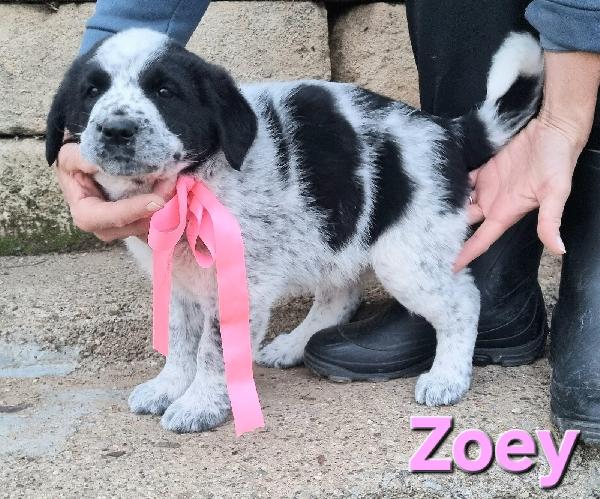 ZOEY CUCCIOLA TAGLIA GRANDE Foto 4