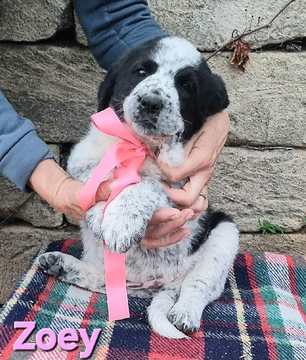 ZOEY CUCCIOLA TAGLIA GRANDE Foto 5