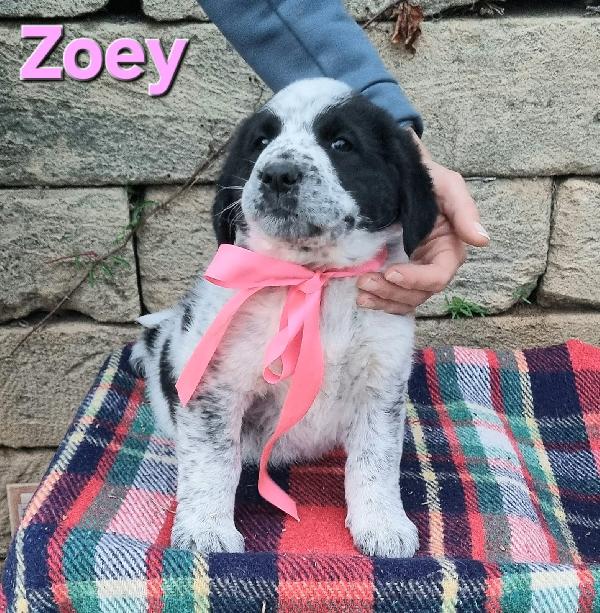 ZOEY CUCCIOLA TAGLIA GRANDE Foto 6