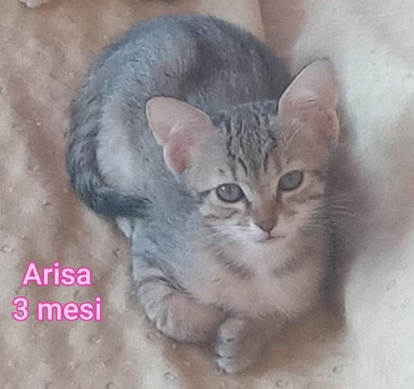 Siamo sommerse dai gattini  Foto 2