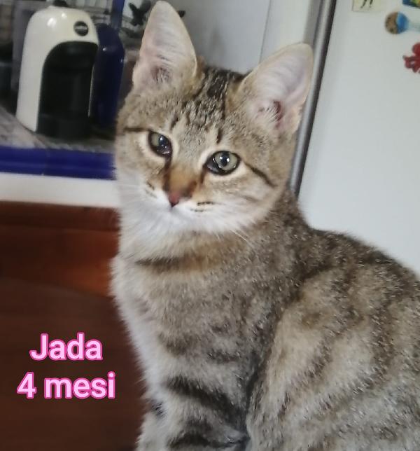 Siamo sommerse dai gattini  Foto 3