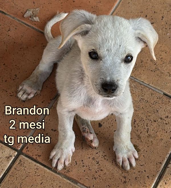 Cuccioli abbandonati! Dai 2 mesi Foto 3