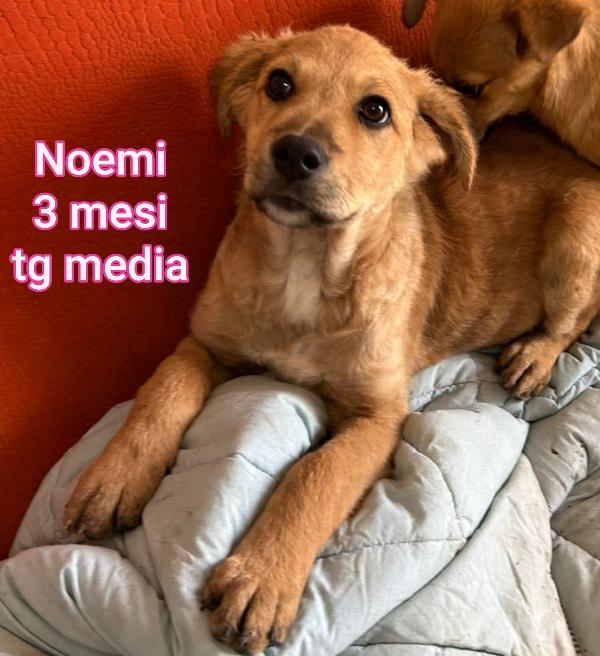 Cuccioli abbandonati! Dai 2 mesi Foto 4