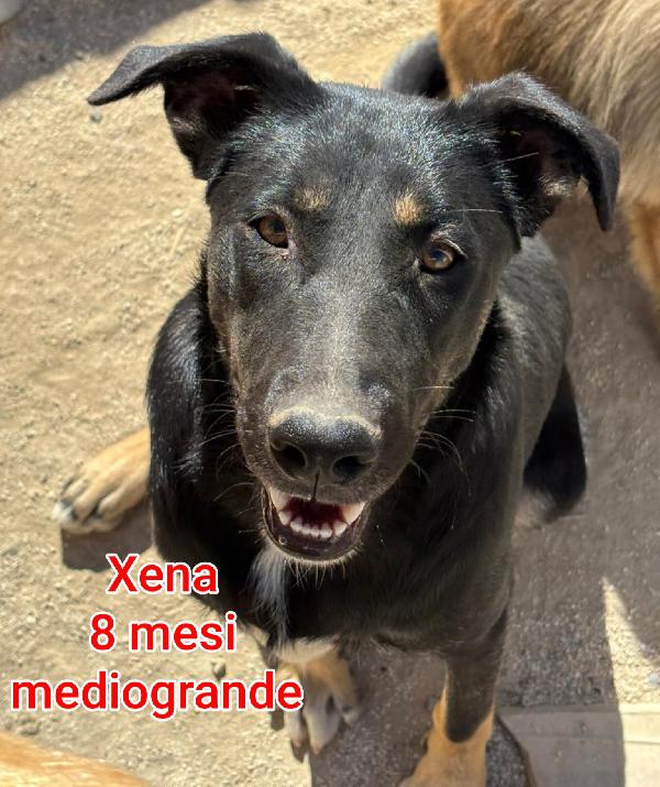 Cuccioli abbandonati! Dai 2 mesi Foto 9