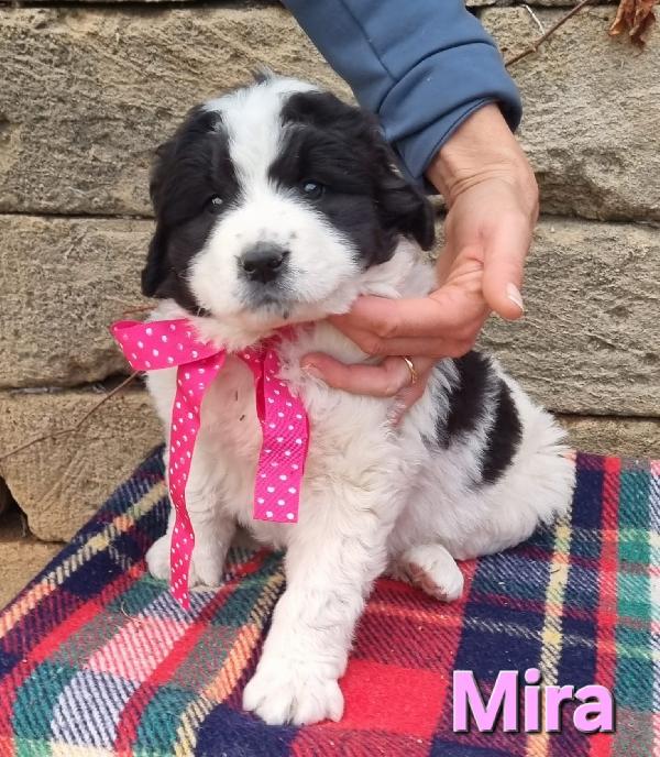 Mira Cucciola Taglia Grande