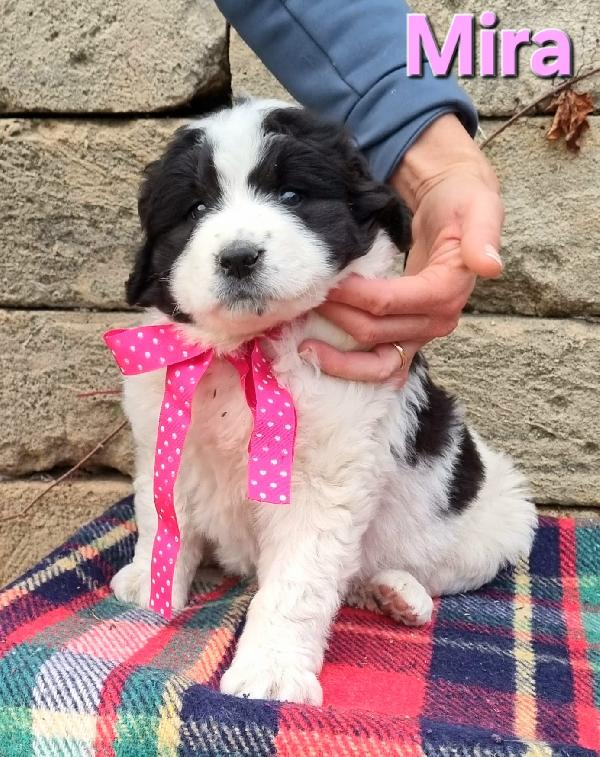 MIRA CUCCIOLA TAGLIA GRANDE Foto 2