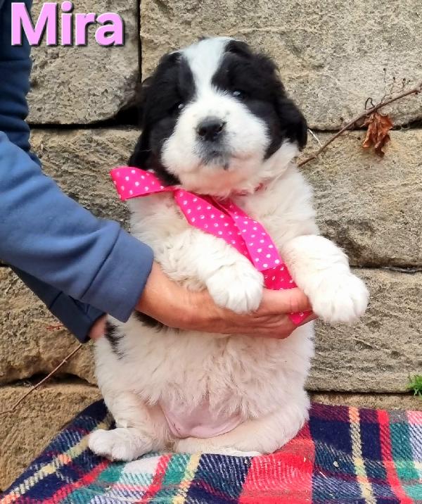 MIRA CUCCIOLA TAGLIA GRANDE Foto 3