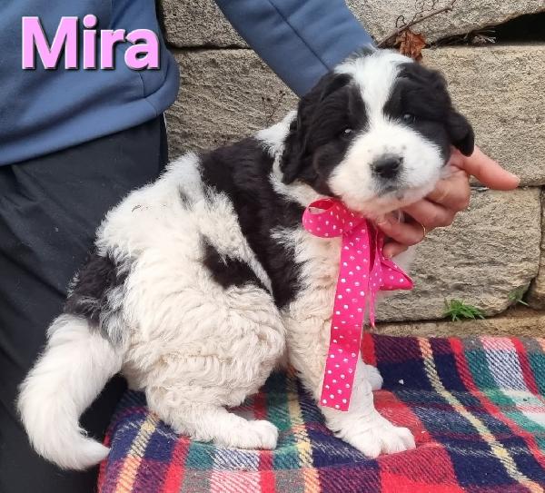 MIRA CUCCIOLA TAGLIA GRANDE Foto 4