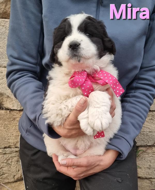 MIRA CUCCIOLA TAGLIA GRANDE Foto 5